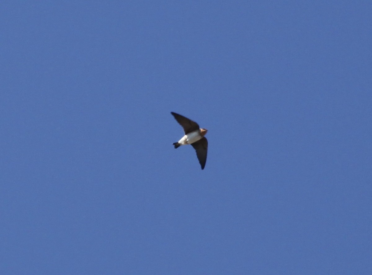 Cave Swallow - ML43134281