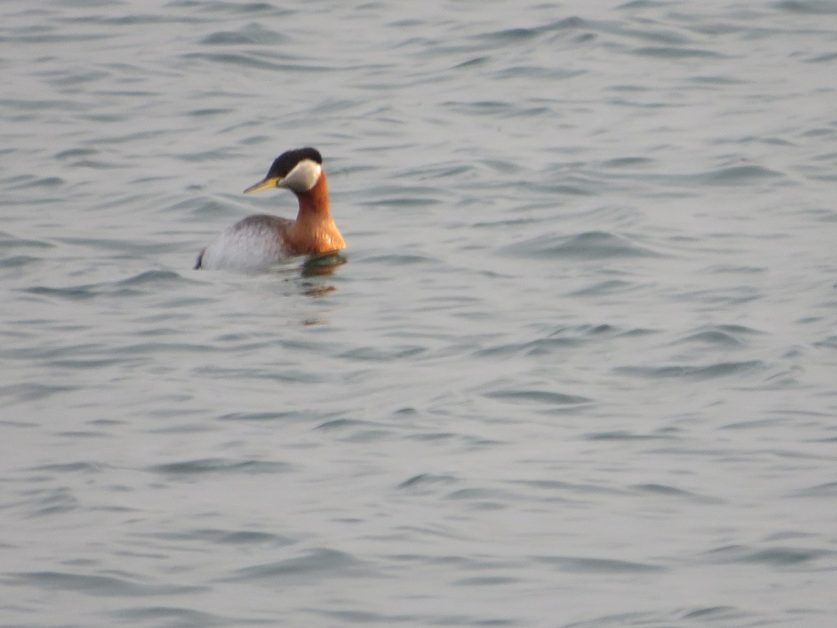 Red-necked Grebe - ML431348581