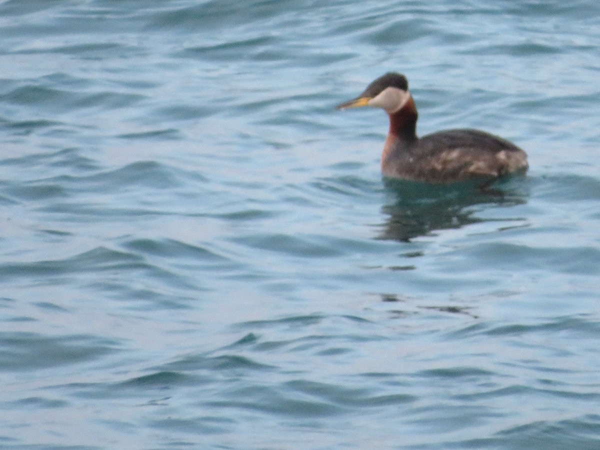 Red-necked Grebe - ML431349041