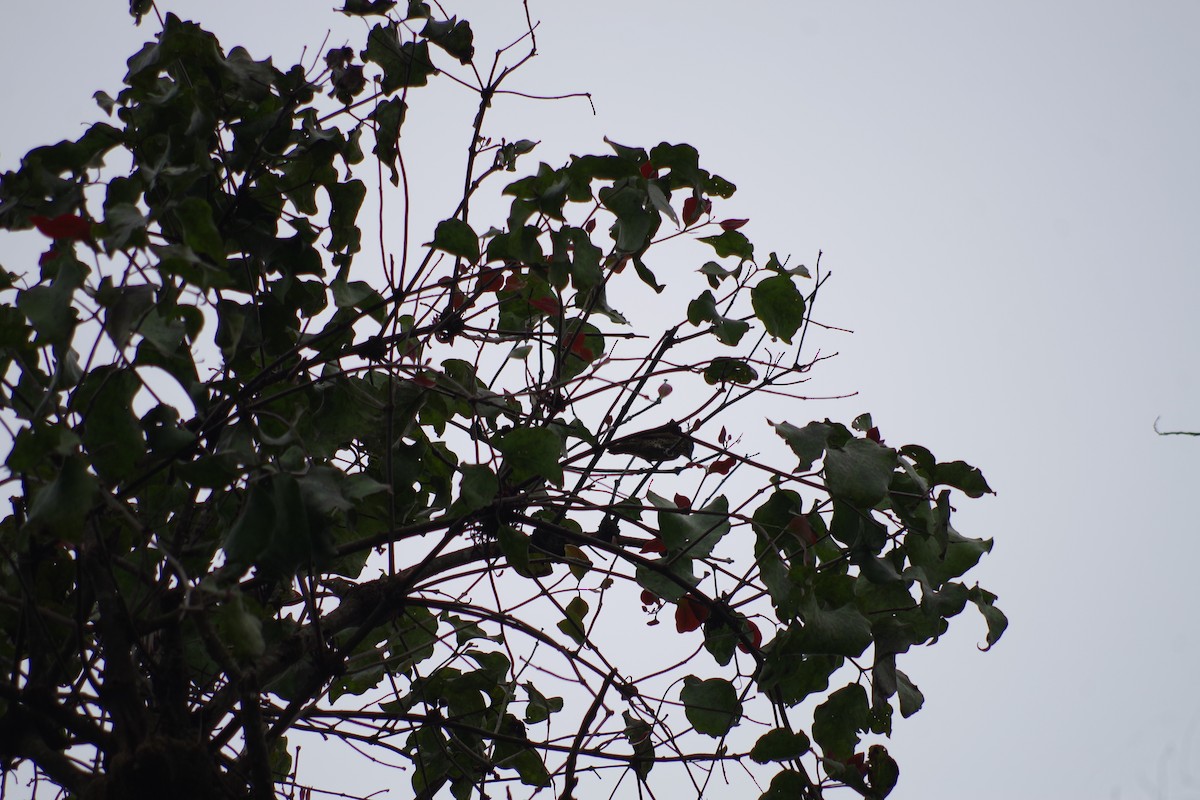 Gabon Woodpecker - ML431354631