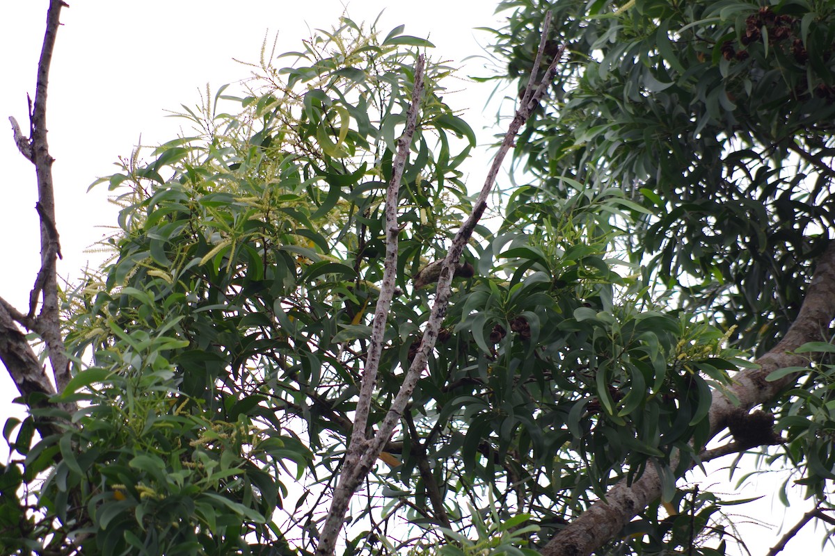 Gabon Woodpecker - ML431354711