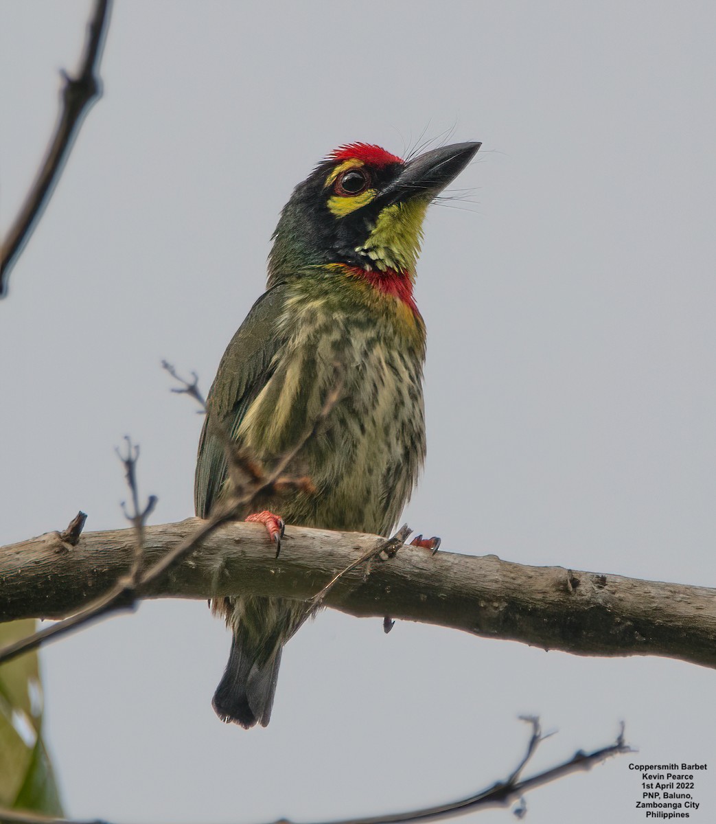 Coppersmith Barbet - Kevin Pearce