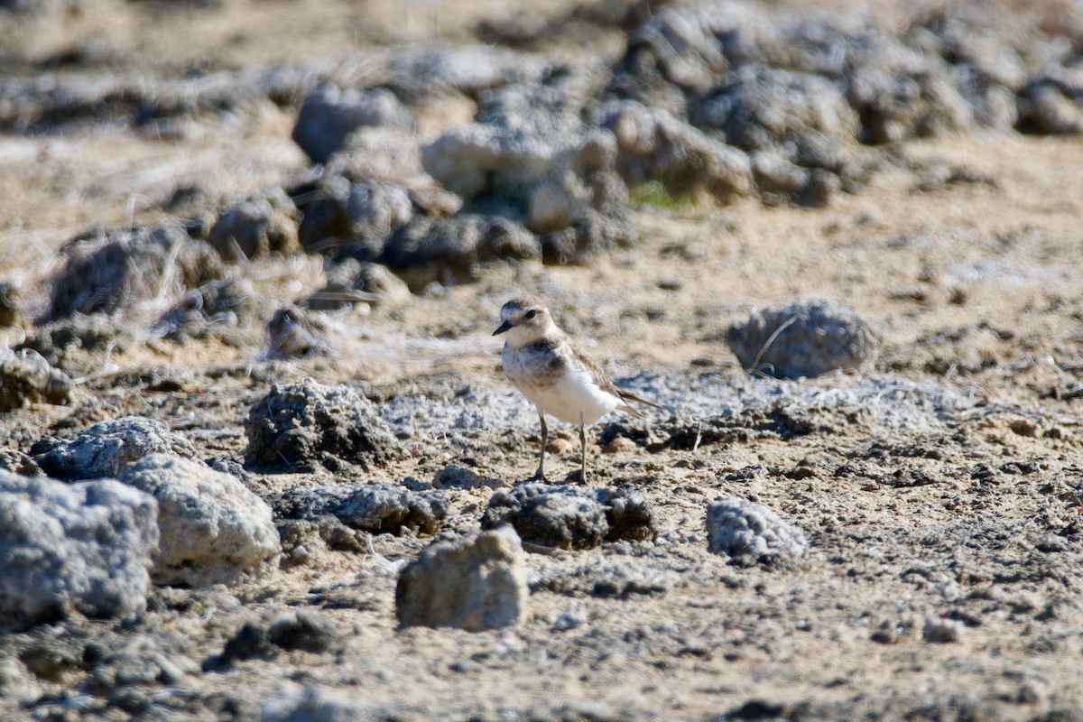 Double-banded Plover - ML431362801