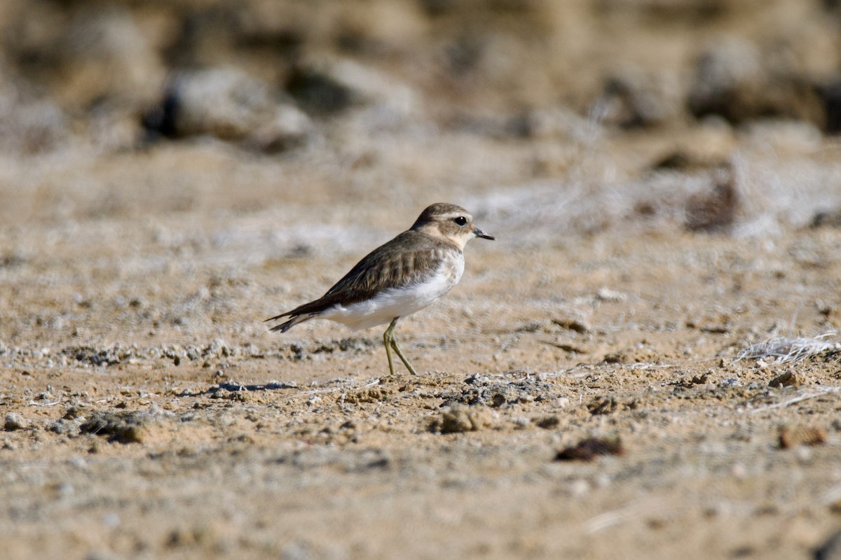 Double-banded Plover - ML431362821