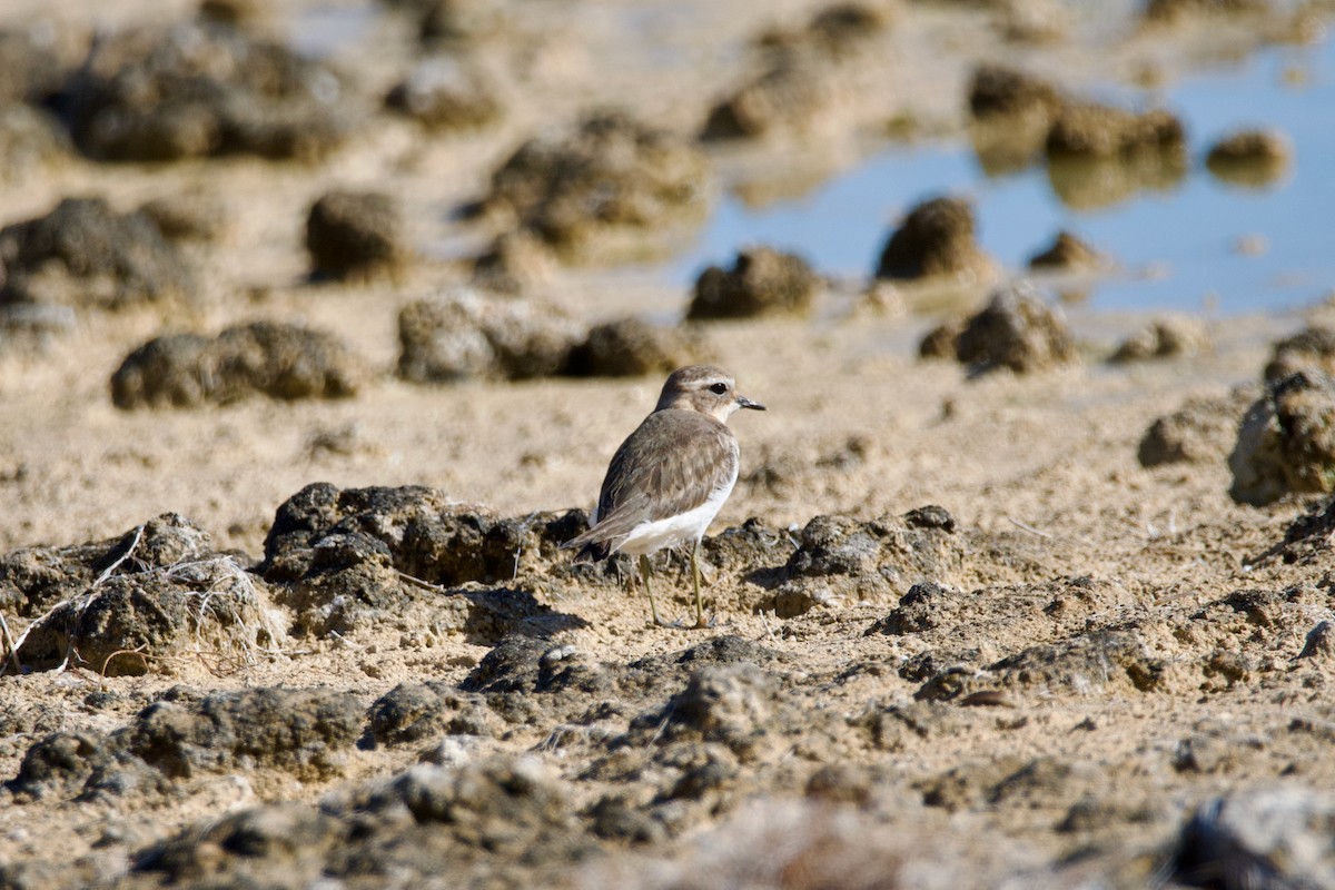 Double-banded Plover - ML431362871