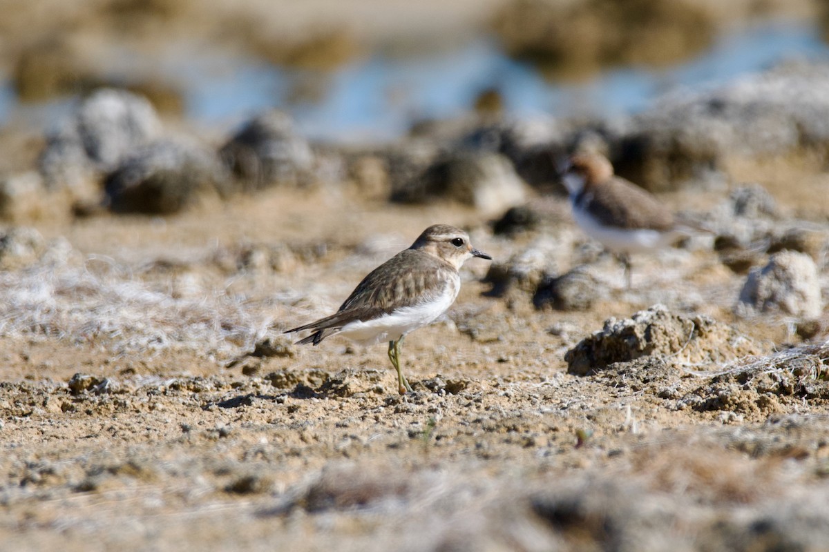 Double-banded Plover - ML431362881