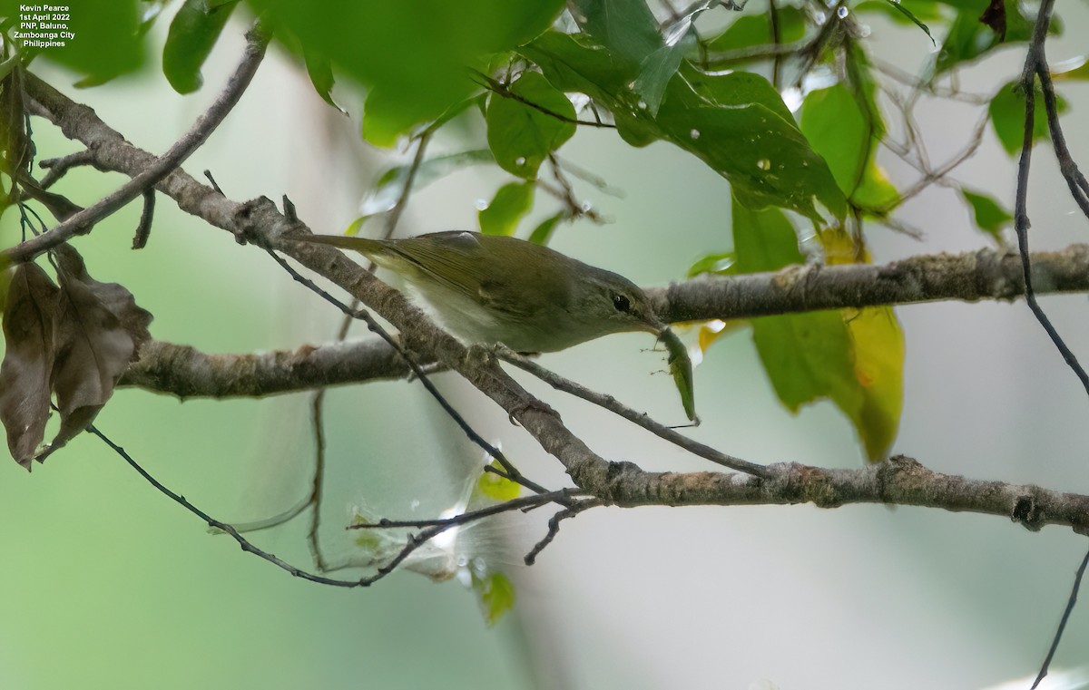 Philippine Leaf Warbler - ML431362991