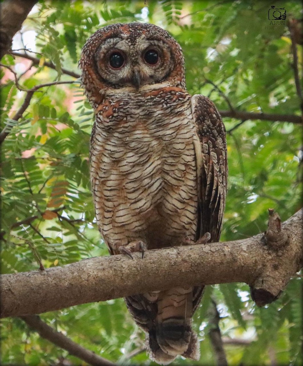 Mottled Wood-Owl - ML431363121