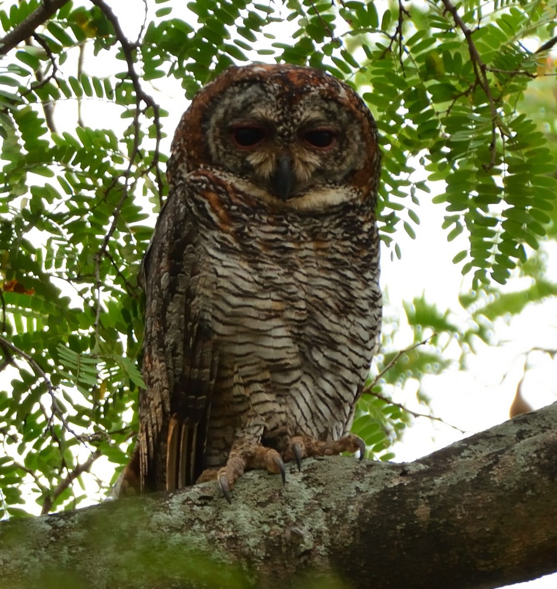 Mottled Wood-Owl - ML431367931