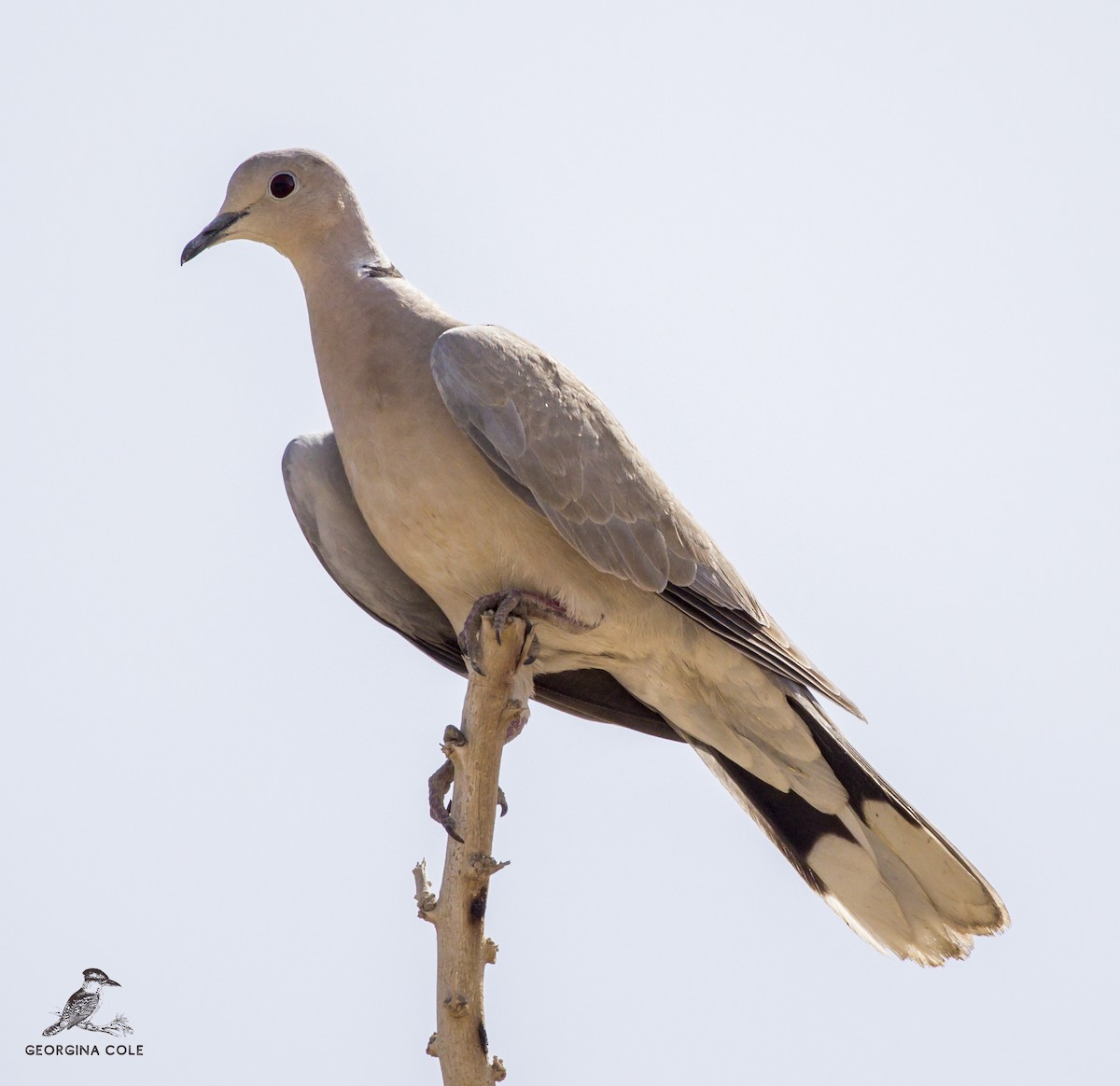 Eurasian Collared-Dove - ML431372211