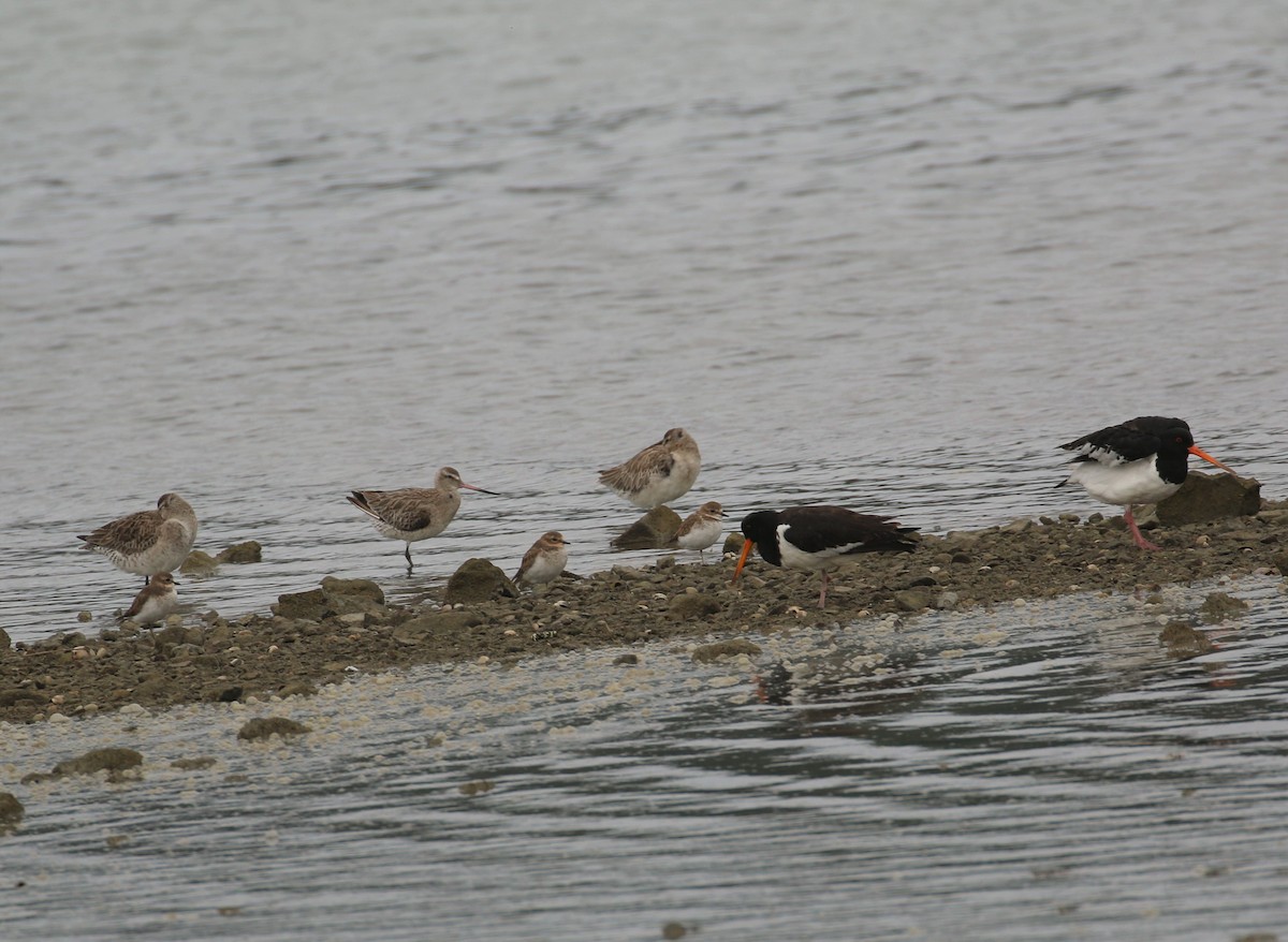 Double-banded Plover - ML431376431