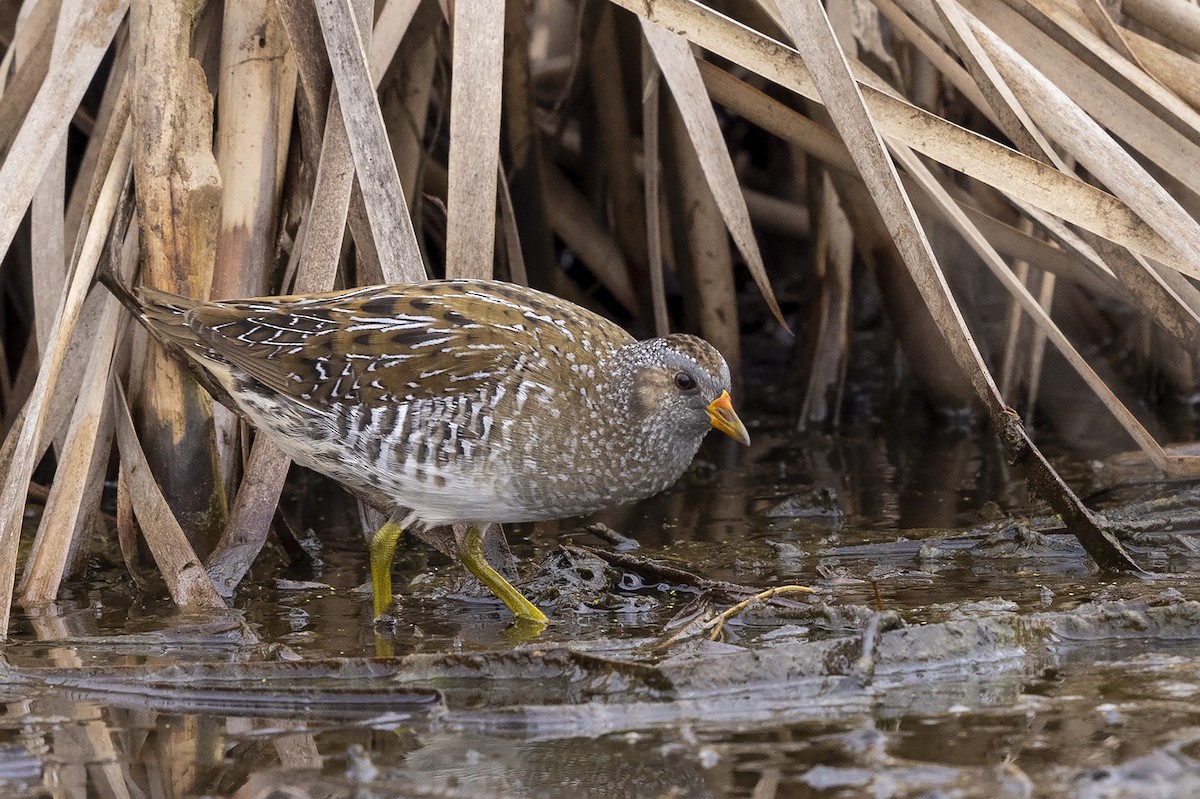 Spotted Crake - Niall D Perrins