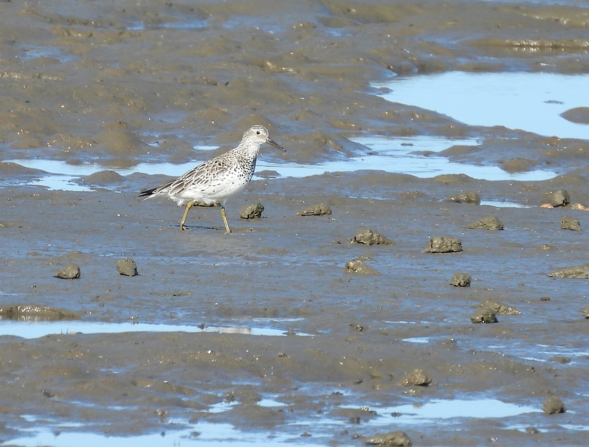 Great Knot - ML431381581