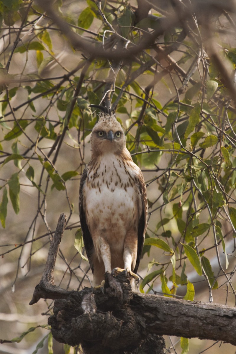 Changeable Hawk-Eagle (Crested) - ML431401931