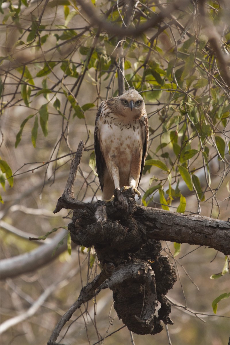 Changeable Hawk-Eagle (Crested) - ML431401941