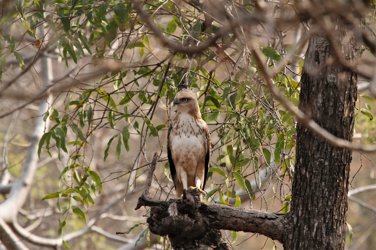 Changeable Hawk-Eagle (Crested) - Druva  Murali