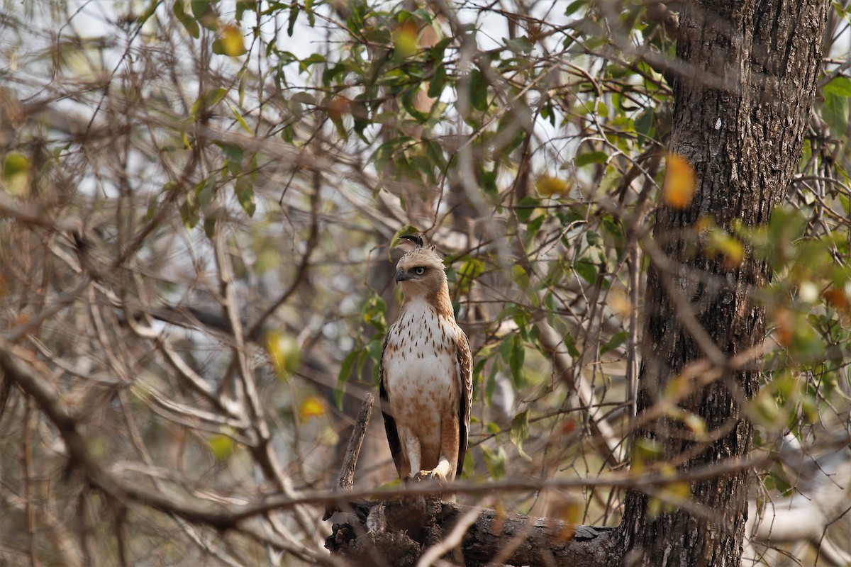 Изменчивый хохлатый орёл (cirrhatus/ceylanensis) - ML431401981