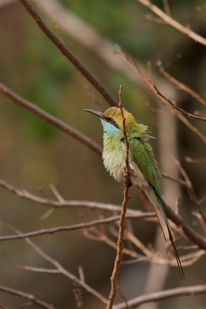 Asian Green Bee-eater - Druva  Murali