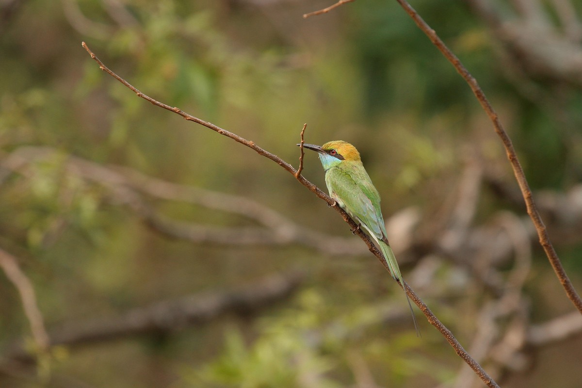 Asian Green Bee-eater - Druva  Murali