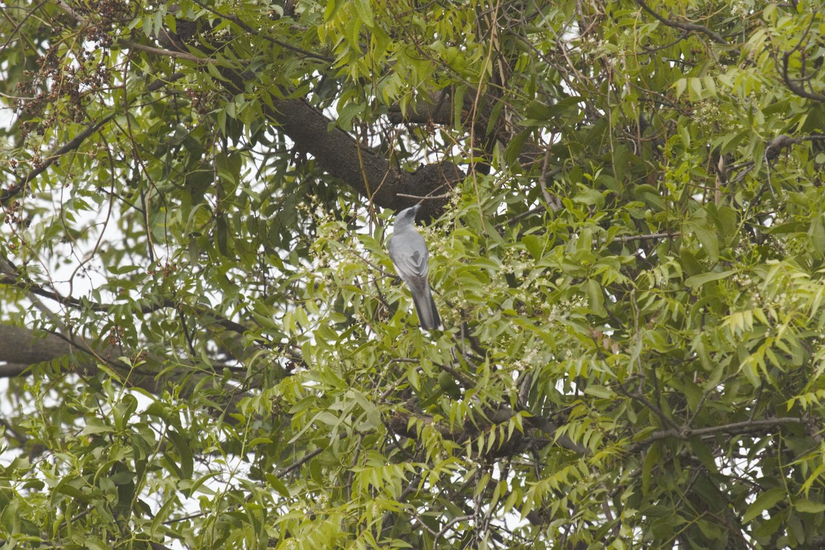 Large Cuckooshrike - Druva  Murali