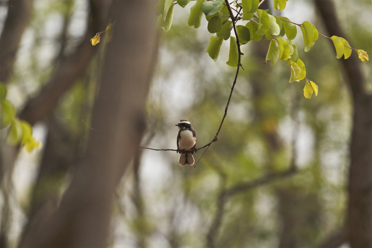 White-browed Fantail - ML431402251
