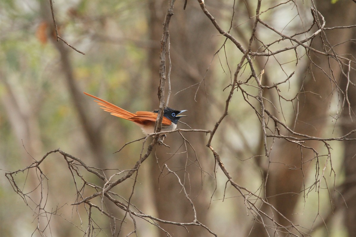 Indian Paradise-Flycatcher - Druva  Murali