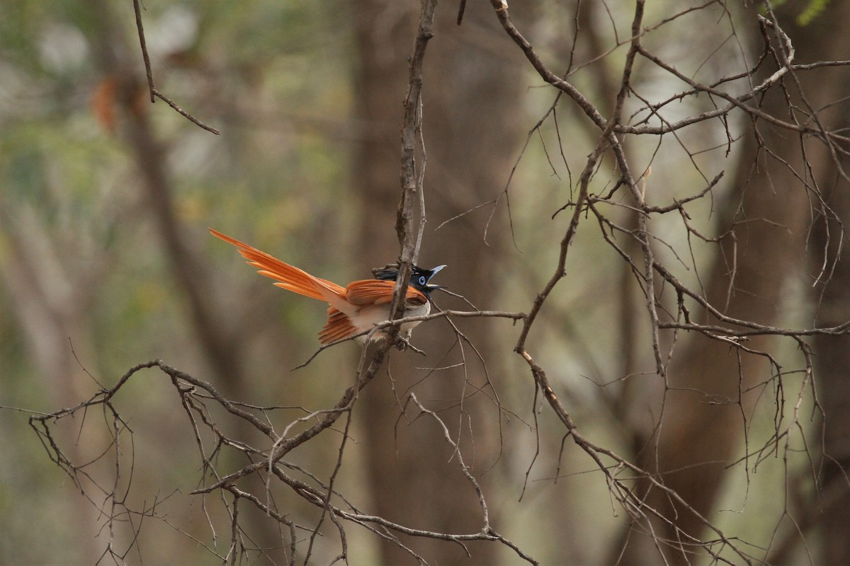 Indian Paradise-Flycatcher - Druva  Murali