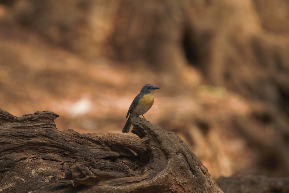 Tickell's Blue Flycatcher - Druva  Murali