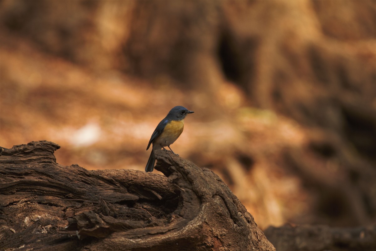 Tickell's Blue Flycatcher - Druva  Murali