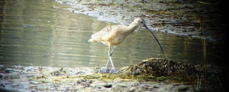 Long-billed Curlew - ML43141351