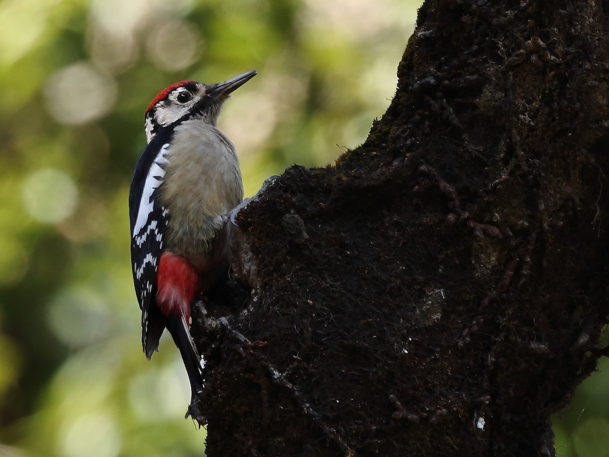 Himalayan Woodpecker - ML431421571