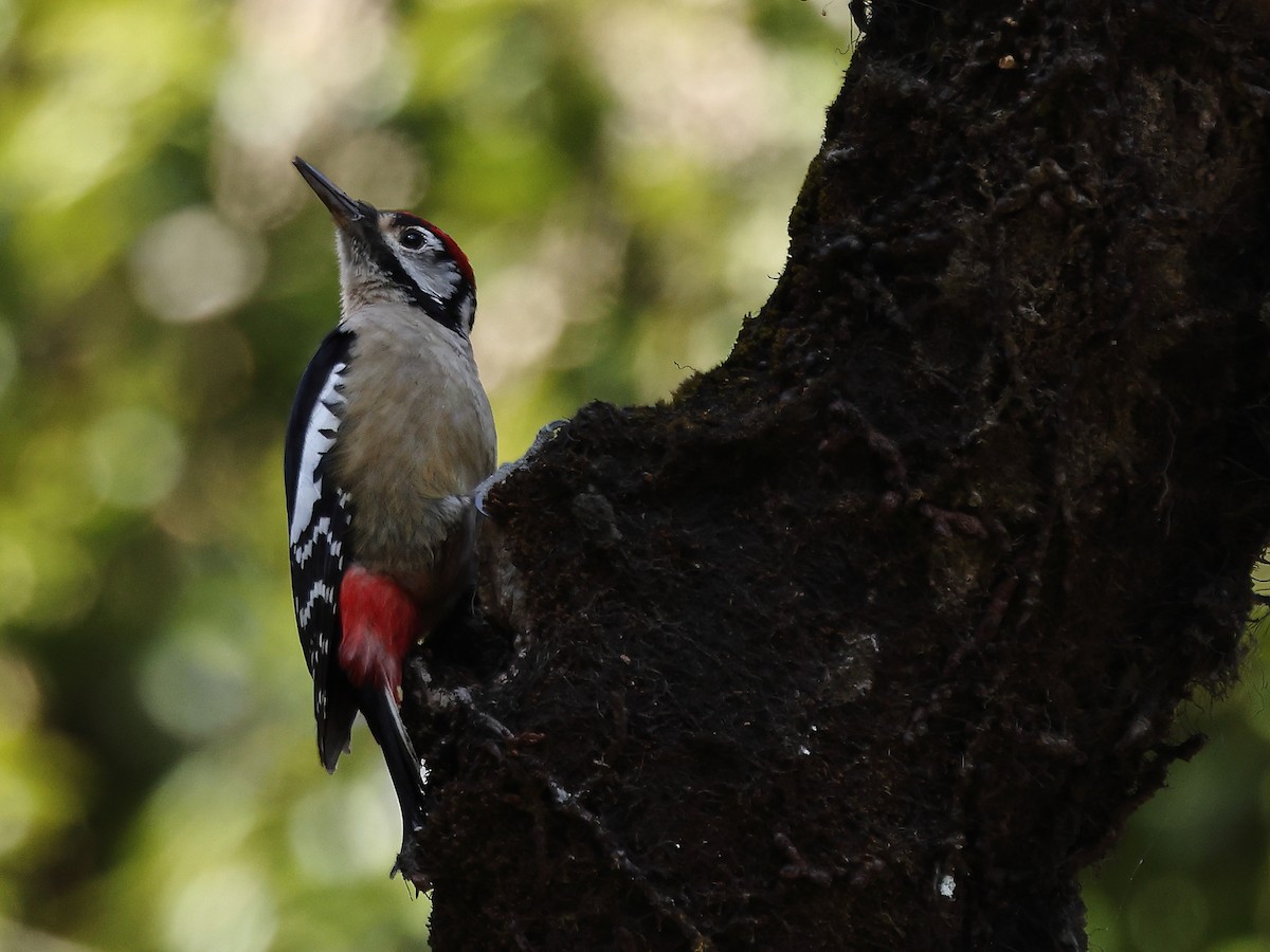 Himalayan Woodpecker - ML431421581