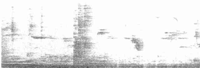 holub hřivnáč - ML431423431
