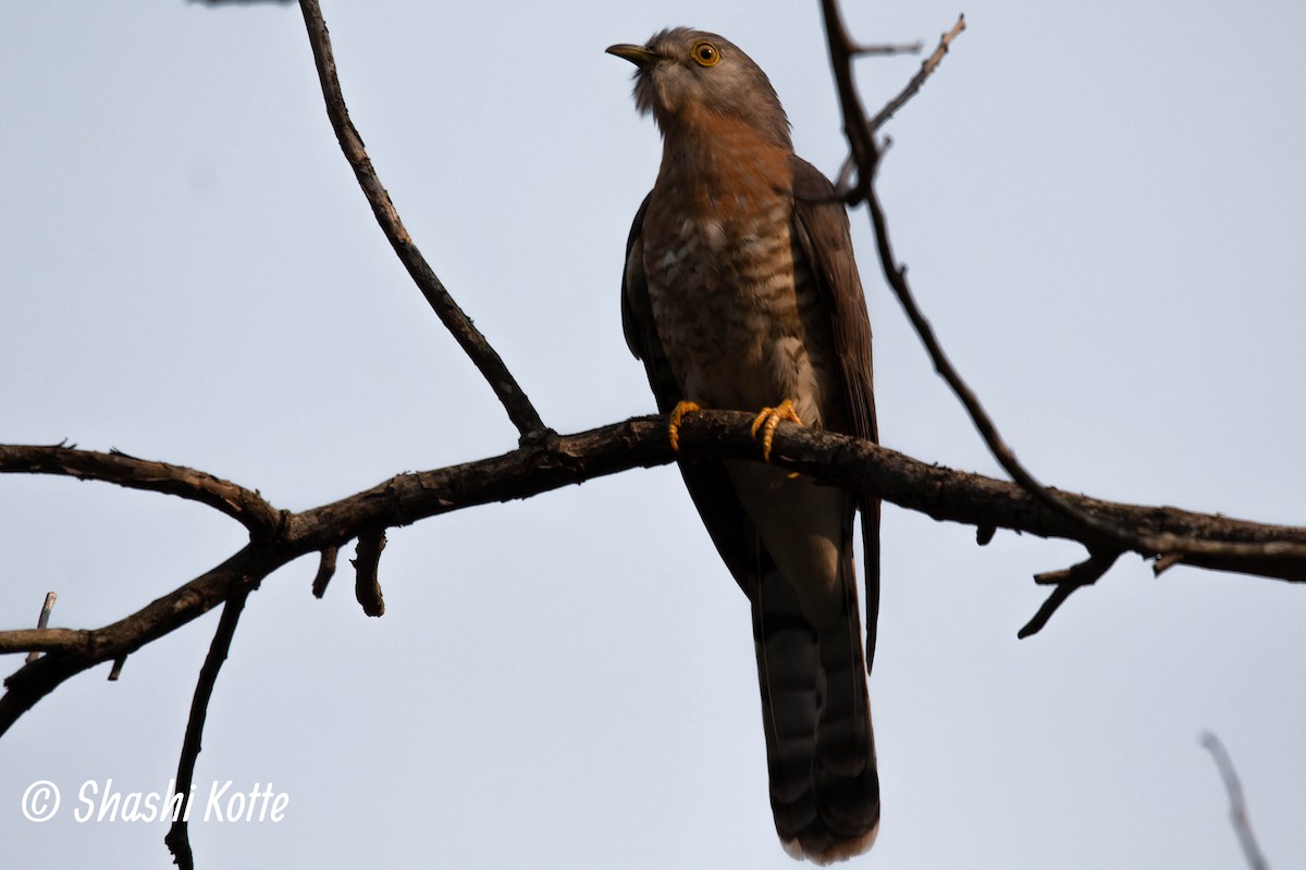 Common Hawk-Cuckoo - Shashi Kotte