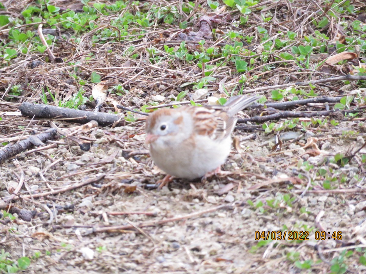 Field Sparrow - ML431436321