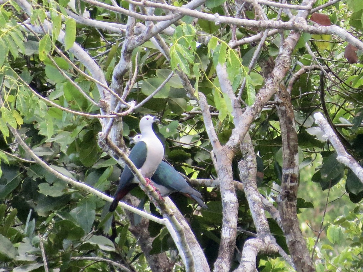 Spice Imperial-Pigeon - ML431438311