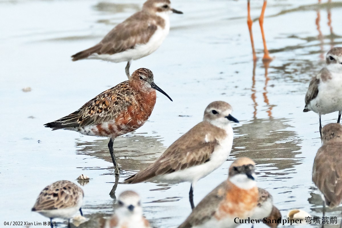 Curlew Sandpiper - Lim Ying Hien