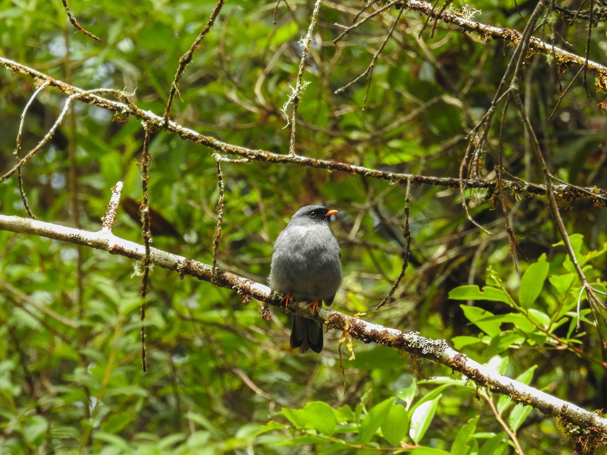Black-faced Solitaire - ML431458921
