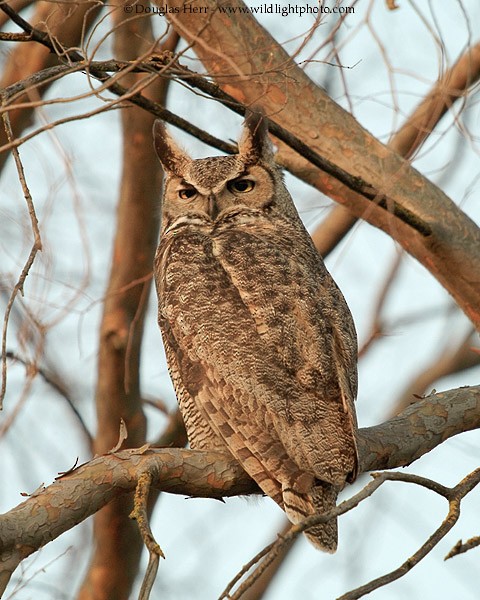 Great Horned Owl - Douglas Herr