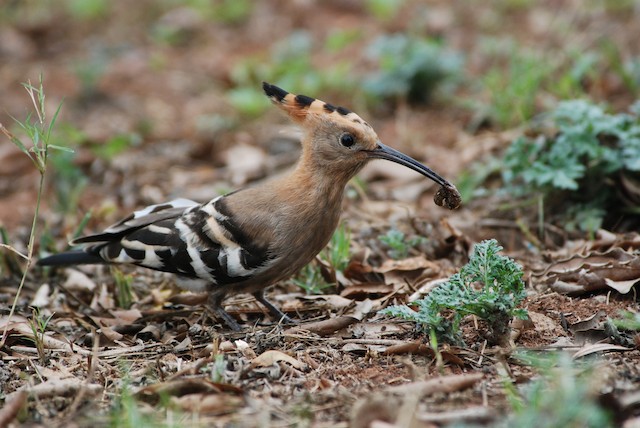 Eurasian Hoopoe (<em class="SciName notranslate">Upupa epops africana</em>), Adult Female. - Eurasian Hoopoe (African) - 