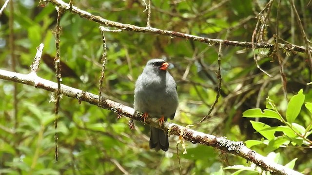 Black-faced Solitaire - ML431459341