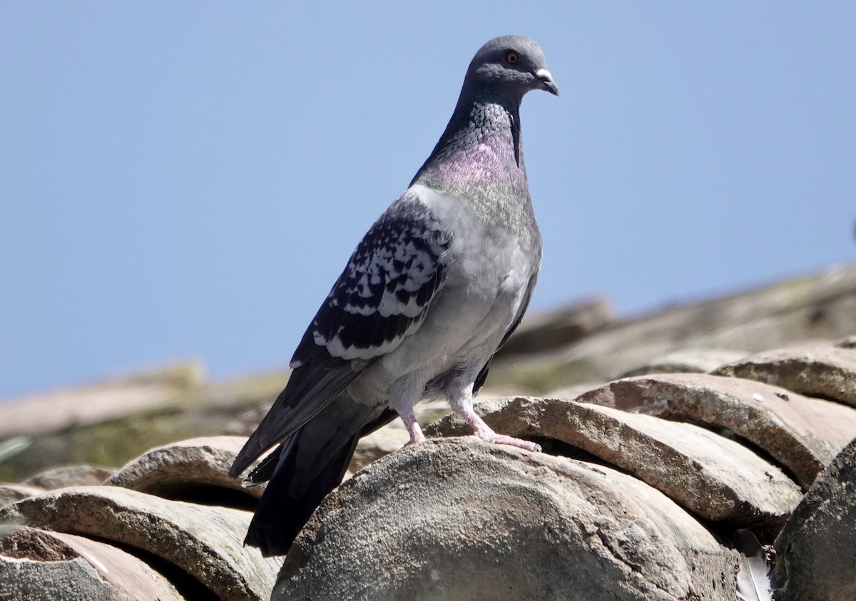 Rock Pigeon - ML431465361