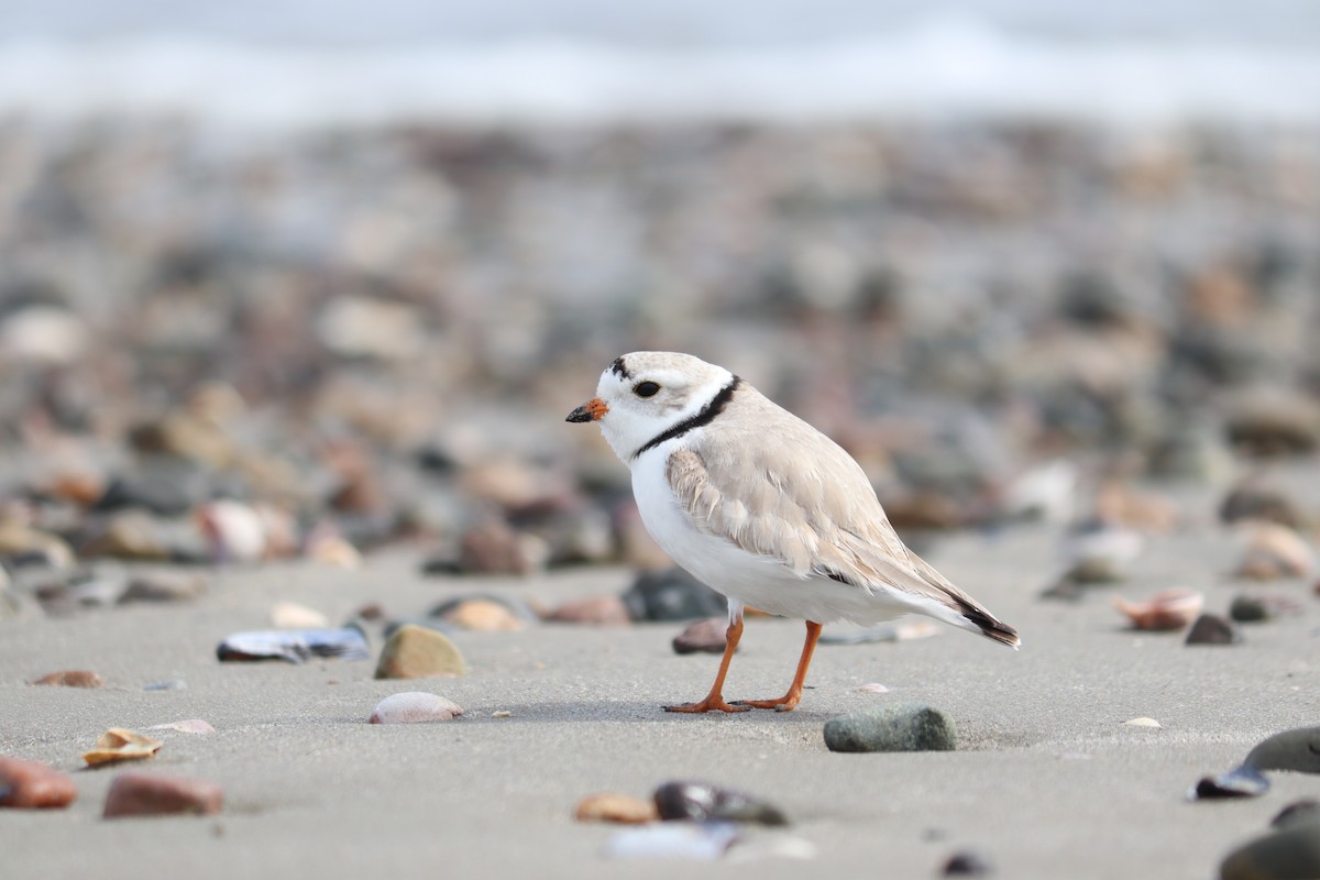 Piping Plover - ML431476411
