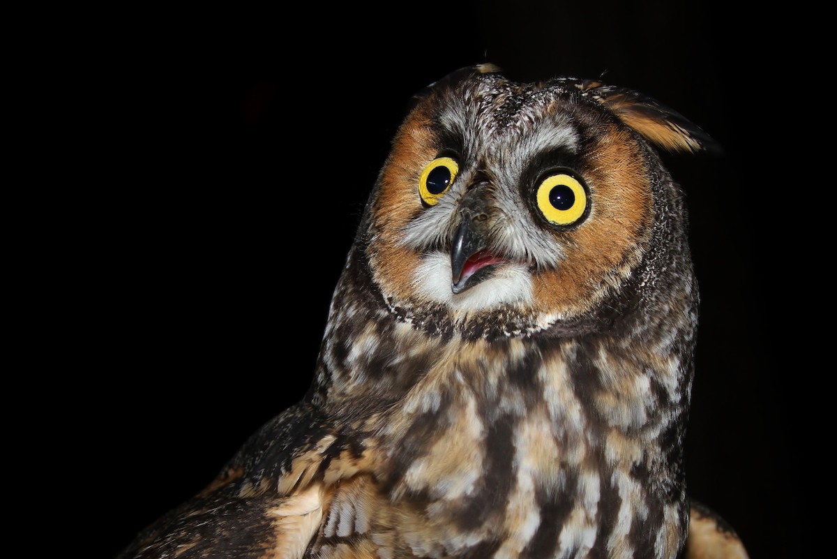 Long-eared Owl - Alex Lamoreaux