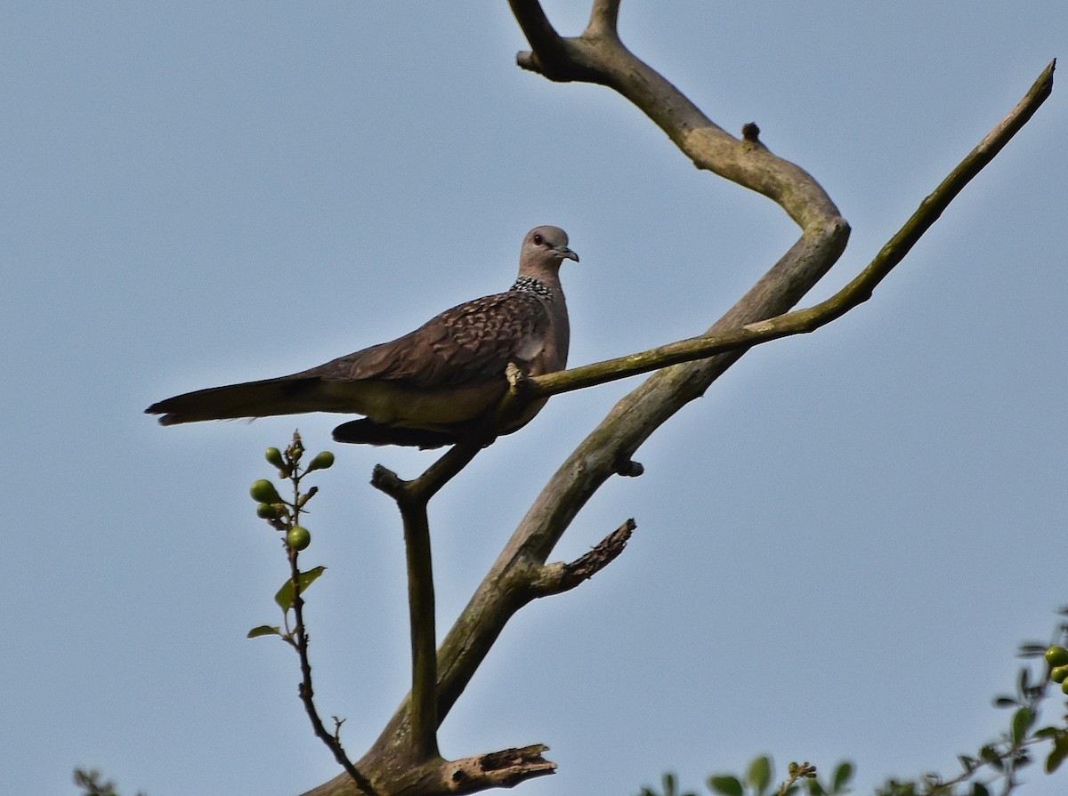 Spotted Dove - ML431486181