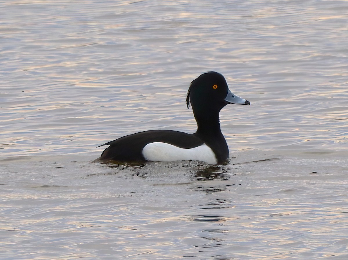 Tufted Duck - ML431488821