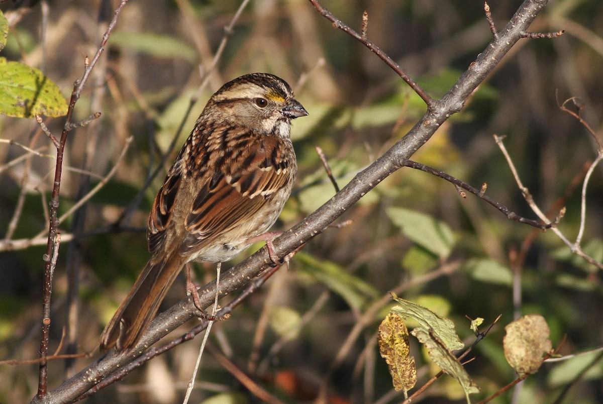 White-throated Sparrow - ML43149251