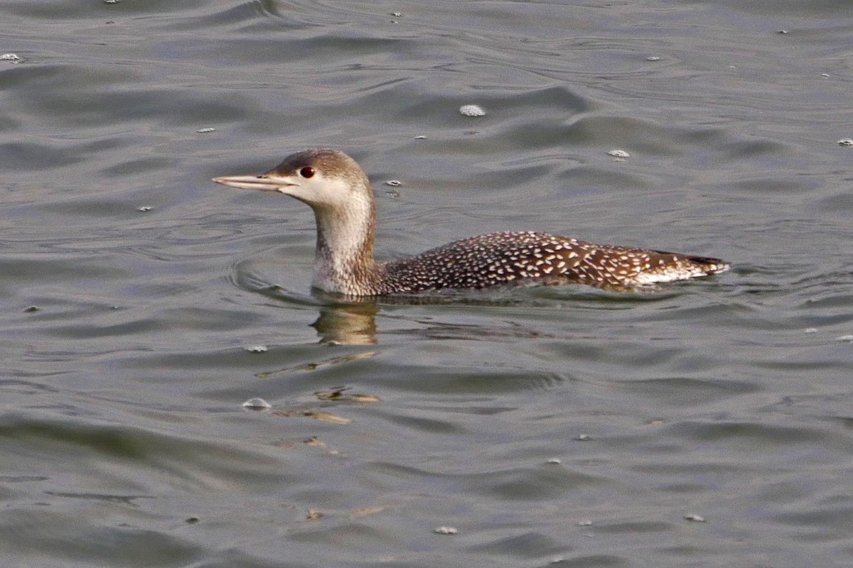 Red-throated Loon - Grace Oliver