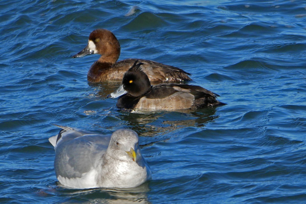 Tufted Duck - ML43150681