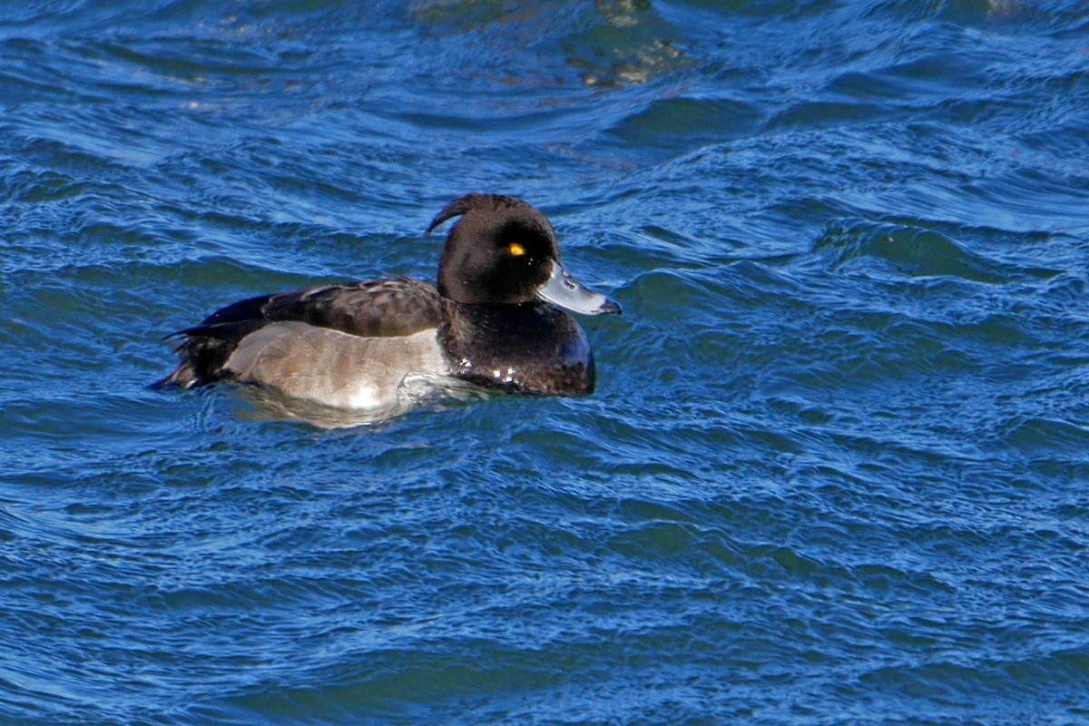 Tufted Duck - ML43150701